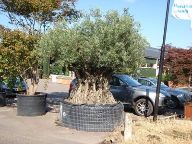 Schöne mediterrane Gartenpflanzen bringen das Urlaubsgefühl in den eigenen Garten