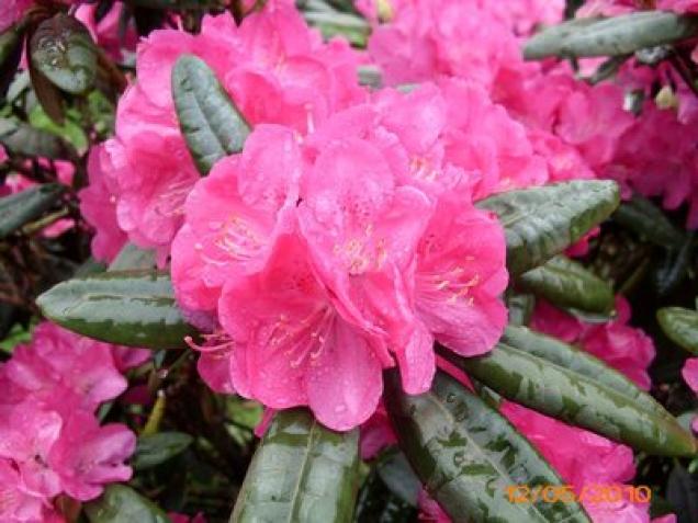 Neue Rhododendronsorten - leicht zu pflegen und besonders schön in der der Blütezeit