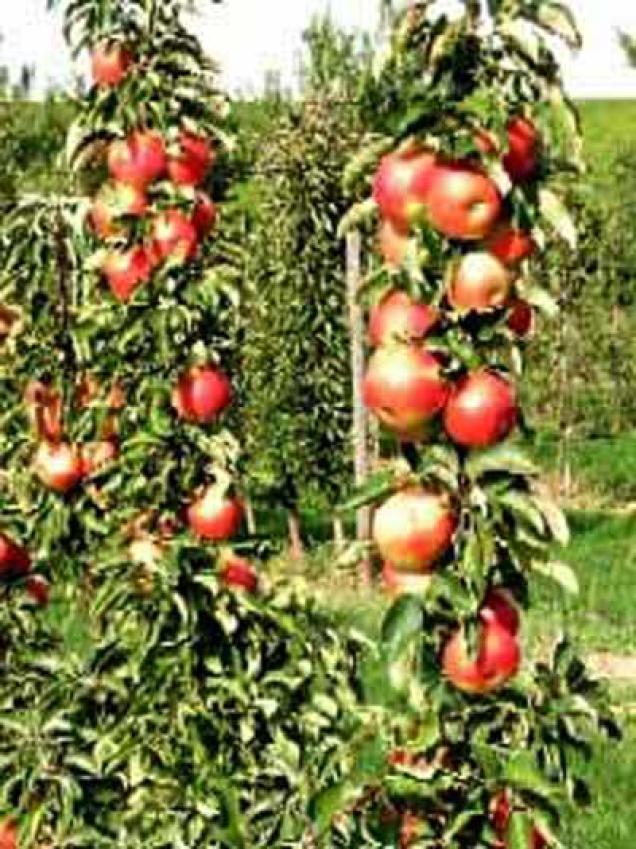 Zwerg-Obst - ideal für den kleinen Garten, den Balkon oder die Dachterrasse