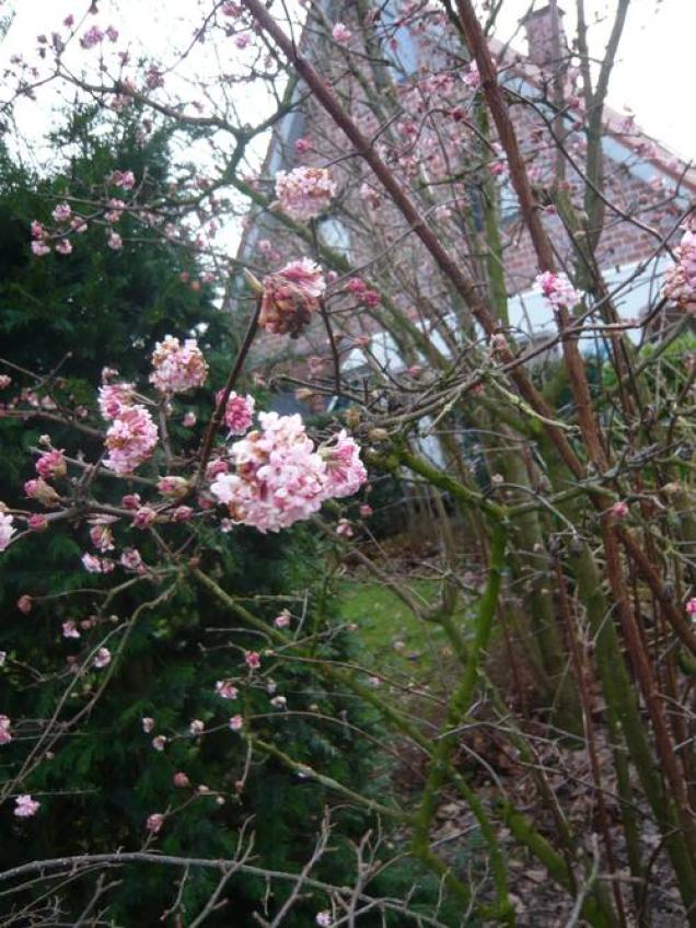 Winterblüher sorgen für einen schönen Garten in der kalten Jahreszeit - die schönsten Winter-Pflanzen im Überblick