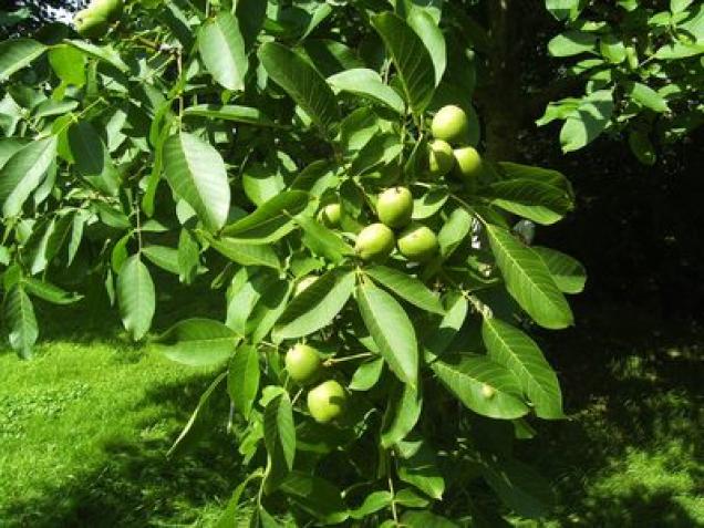 Eigene Nüsse im Garten? Neue Sorten vom Hasel-Strauch und Walnuss-Baum im Fokus