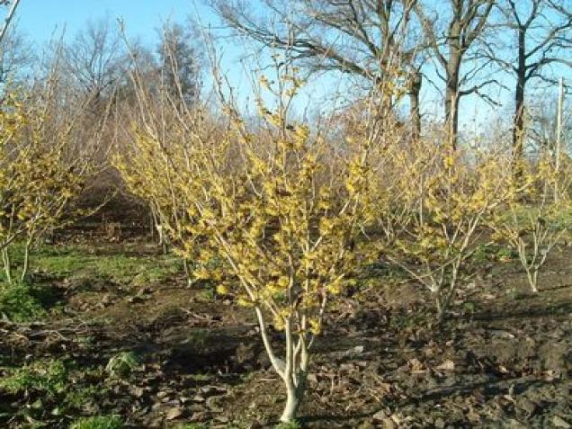 Ein wunderschöner Garten im Winter - Winterblüher sorgen für Farbe im Januar