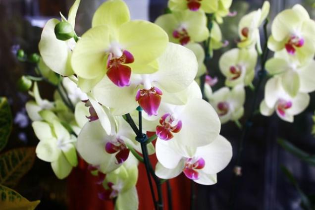 Kaufberatung  Orchideen für das Zimmerfenster