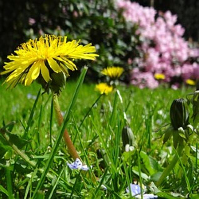 Ach so köstlich schmeckte mein Gartenunkraut