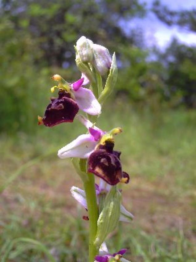 Gartenorchideen blühen pflegeleicht jahrelang auch Frauenschuhe