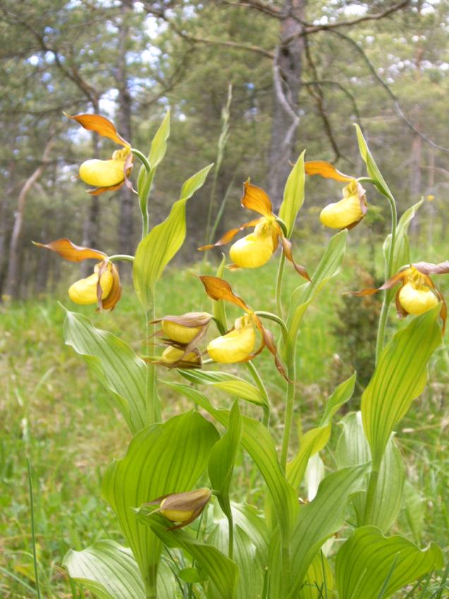 Ich bin der Orchideenfan aus Jena