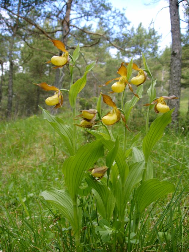 Zauberhafte Orchideenwanderungen um Jena