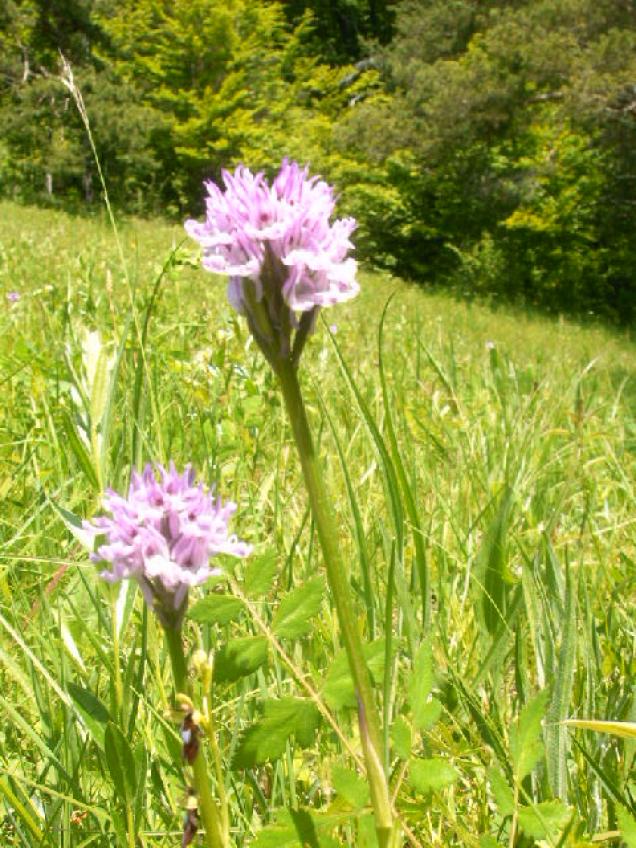 Ringsum ein herrliches Orchideenparadies