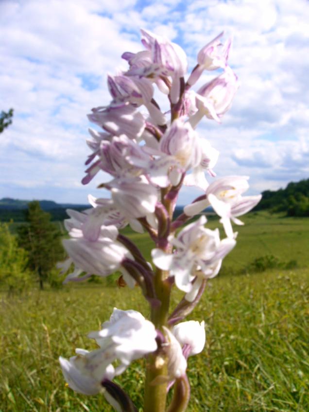 Die schneeweisse Orchidee-Rarität