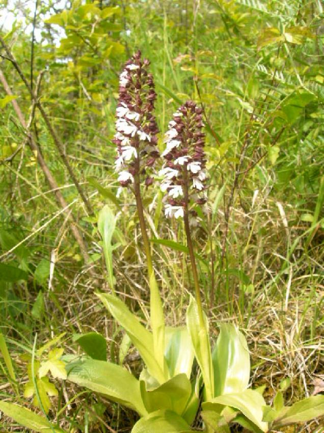 Der Sündenfall im Orchideenparadies