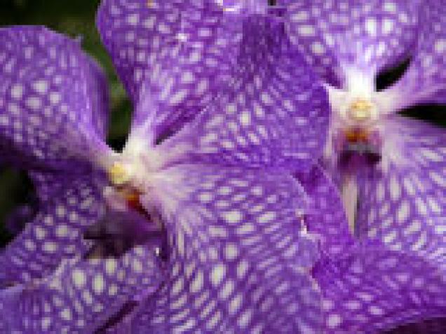 Das  Prachtexemplar Orchideenkönigin Vanda am Fenster dekorativ gestalten