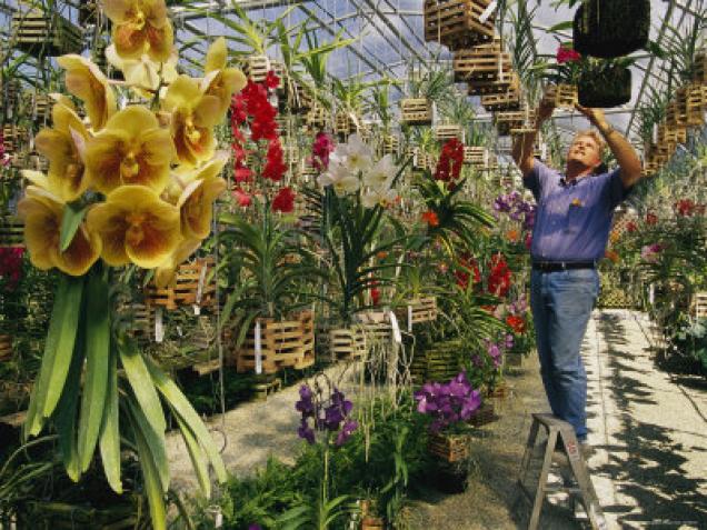Anleitung  Zimmerorchideen auf  Epiphytenbäumen pflanzen