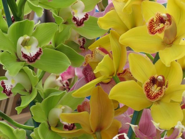 Ein tropisches Orchideenfenster einrichten dabei passieren viele Fehler