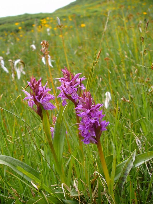 Ich machte mich zum Affen im Orchideenparadies