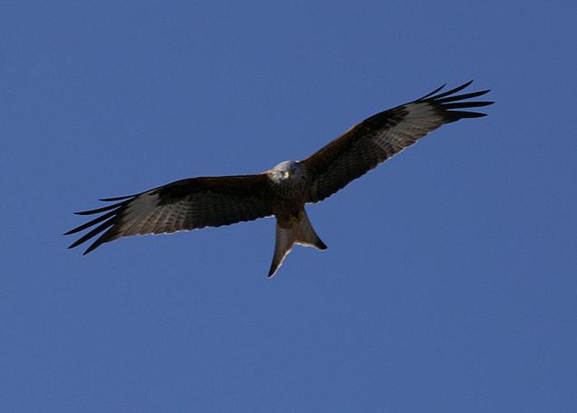 Den Vogel des Jahres