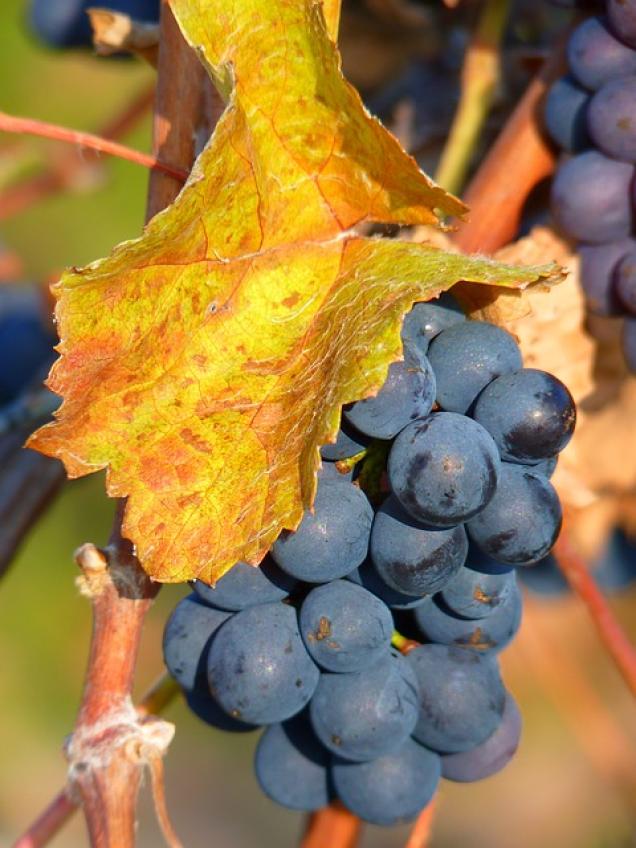 Von hier kommt der Wein