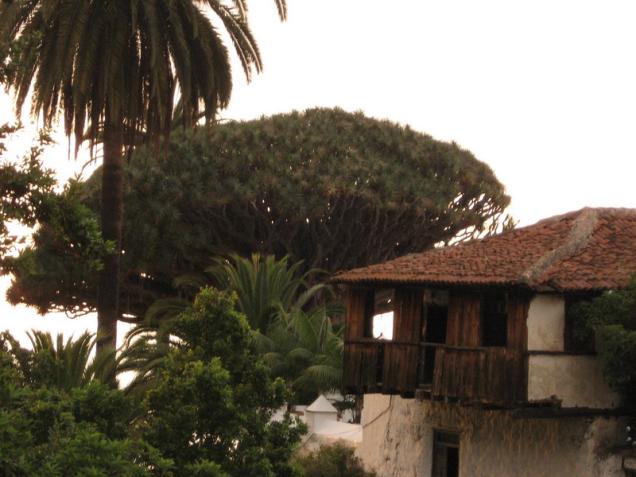 Der Drachenbaum und Urlaub in Icod de los Vinos