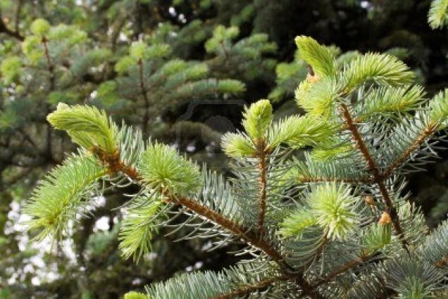 Die Fichte - Heilung aus der Natur