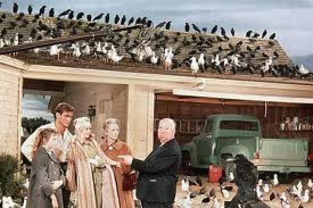 Die Vögel von Alfred Hitchcock