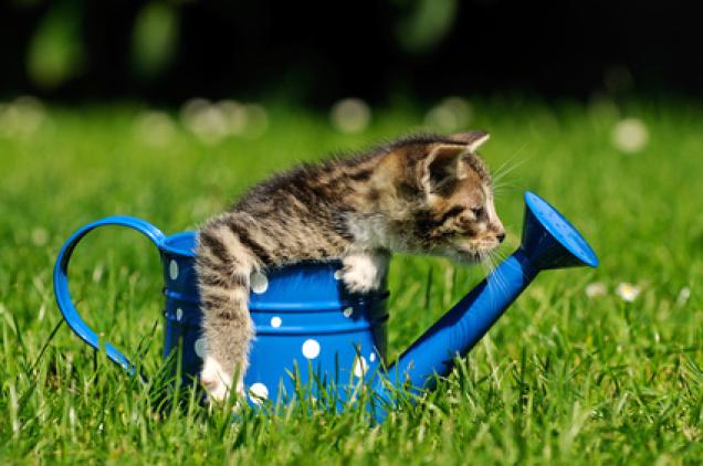 Der Sommer ist da - Den Garten fit und gemütlich machen