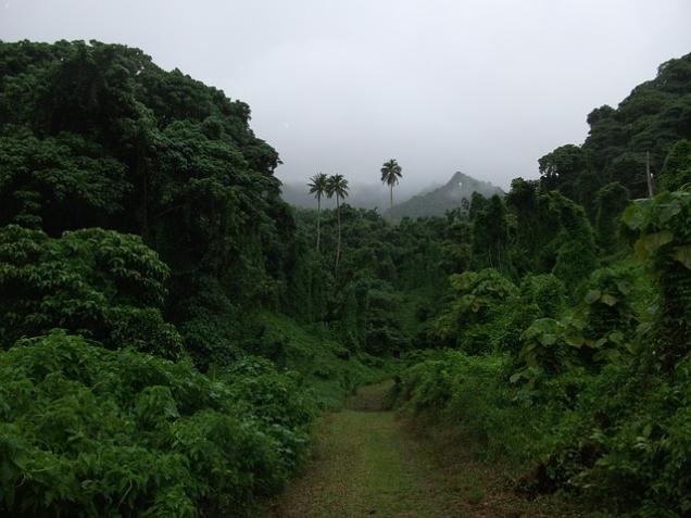 Raubbau im Regenwald – ein Thema, das uns alle angeht!