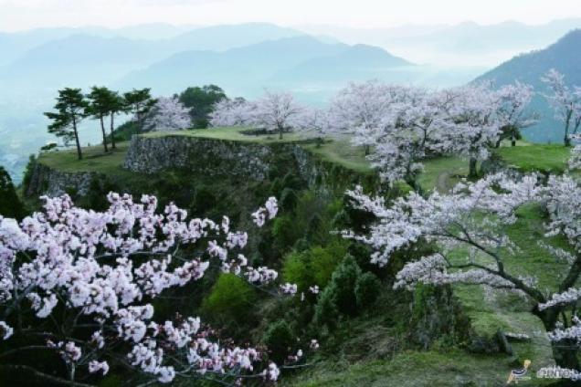 Asien Kreuzfahrten zur Kirschblüte