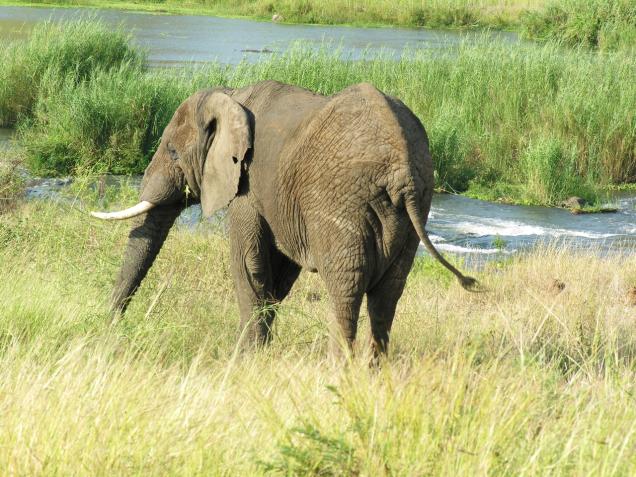 Safari Urlaub in Kenia