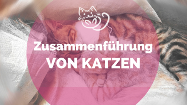 Zusammenführung von Kater und Kitten