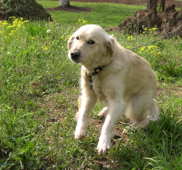 Hunde, brauchen sie eine Ausbildung?