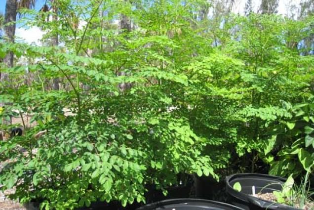 Moringa Oleifera - Baum des langen Lebens