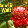 AmelieWelt